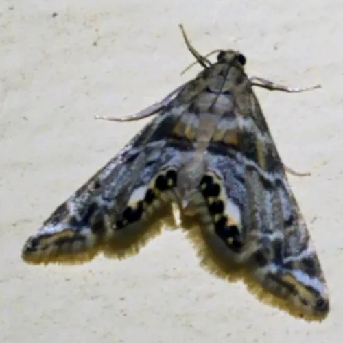 Confusing Petrophila