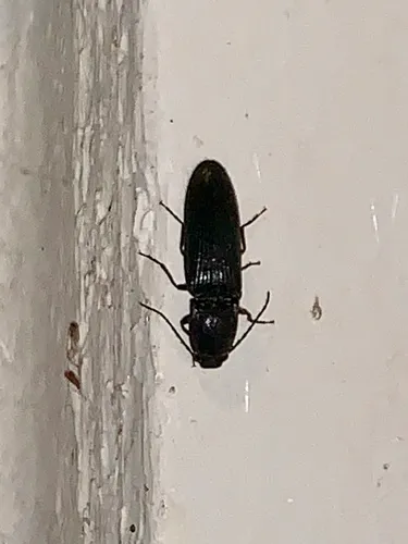 Splitted Click Beetle