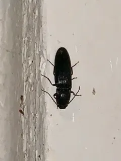 Splitted Click Beetle thumbnail 1