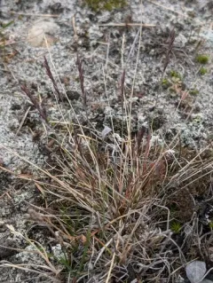 Shortleaf Fescue thumbnail 2