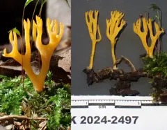 orange coral thumbnail 3