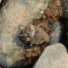 Big-eyed Toad Bug thumbnail 4