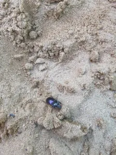 Myas coracinus thumbnail 2