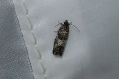 Larch-bud Moth thumbnail 4