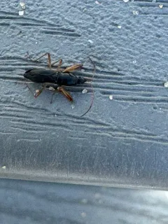 Martian Seed Bug thumbnail 1