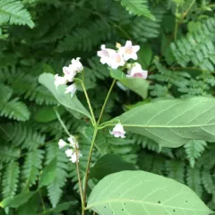 spreading dogbane photo