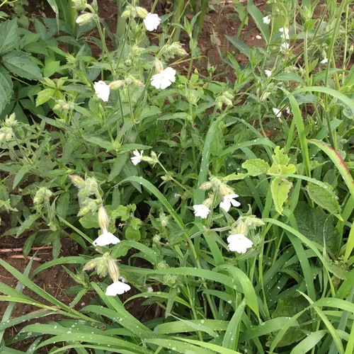 white campion