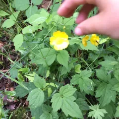 meadow buttercup thumbnail 5