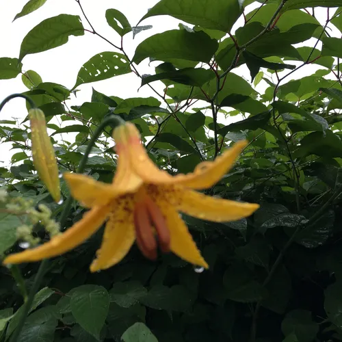Canada lily