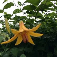 Canada lily thumbnail 1