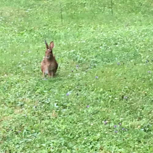 Snowshoe Hare