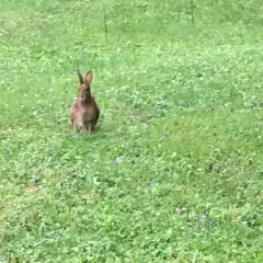 Snowshoe Hare thumbnail 1