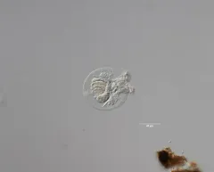 Testudinella patina thumbnail 3