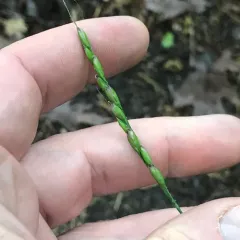 White-grained Mountain-ricegrass thumbnail 4