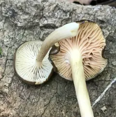 Entoloma cuboideum thumbnail 2