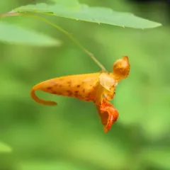 common jewelweed thumbnail 4