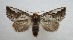 White-headed Prominent thumbnail 2