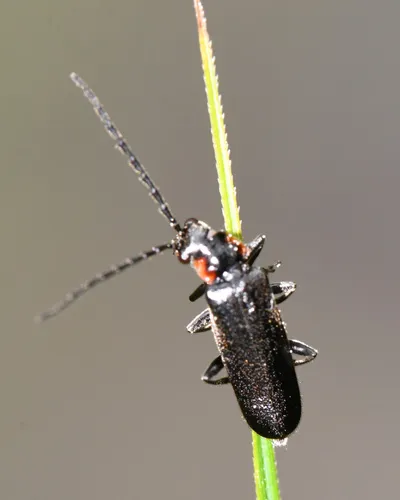Angular Soldier Beetle