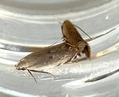 Music-loving Moth thumbnail 4