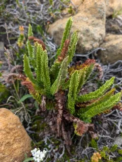 Kruckeberg's sword fern thumbnail 1