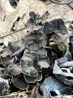Craterellus subundulatus thumbnail 2