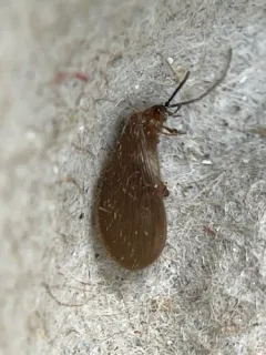 Sisyra vicaria thumbnail 2