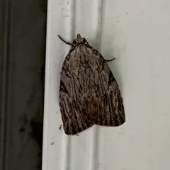 Three-lined Balsa Moth thumbnail 3