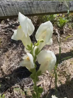 Snapdragon thumbnail 3