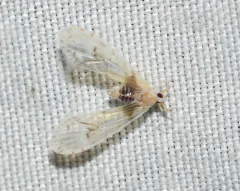 Anotia burnetii thumbnail 2