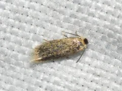 American Chestnut Moth thumbnail 3