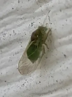 Cacopsylla peregrina thumbnail 2