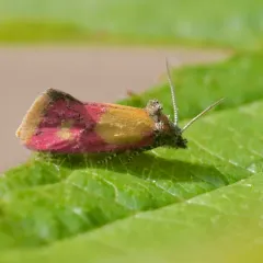 Primrose Cochylid Moth thumbnail 2