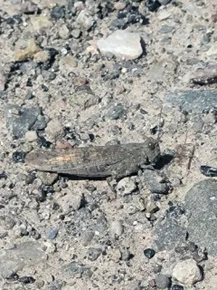 Undulant-Winged Grasshopper thumbnail 4