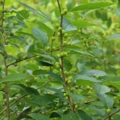 winterberry holly thumbnail 5