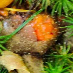stalked puffball-in-aspic thumbnail 4