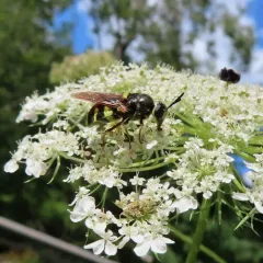 Stratiomys lativentris thumbnail 1