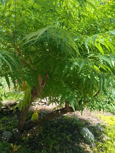 Neem