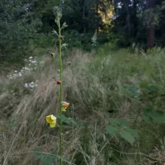 moth mullein thumbnail 2