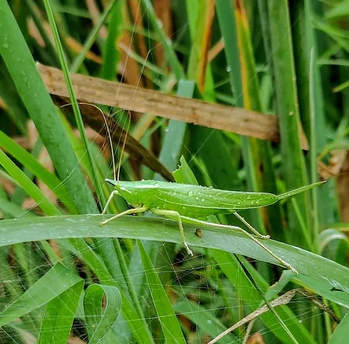 Slightly Musical Conehead Katydid