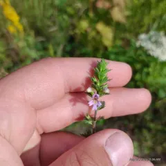 drug eyebright thumbnail 2