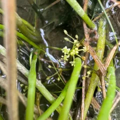 western grasswort thumbnail 4