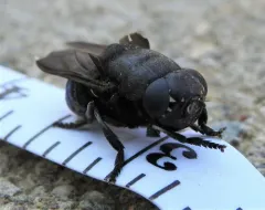 Cuterebra approximata thumbnail 4