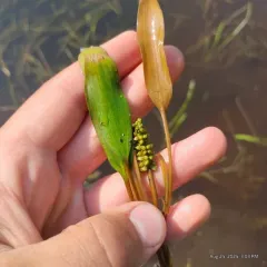 ribbon-leaved pondweed thumbnail 1