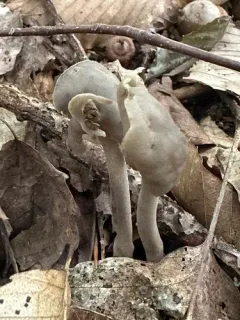 Helvella fallax thumbnail 2