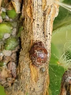 Oak Lecanium Scale thumbnail 3