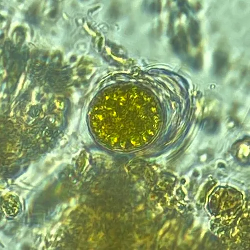 Gloeodinium montanum