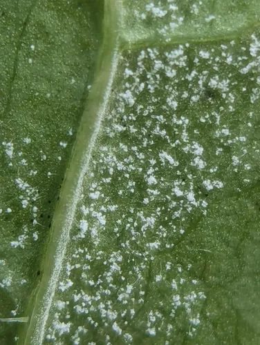 Bremia lactucae