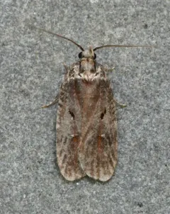 Agonopterix lythrella thumbnail 2