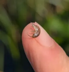 Gammarus fasciatus thumbnail 3