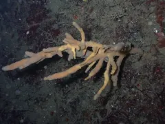 Homaxinella amphispicula thumbnail 3
